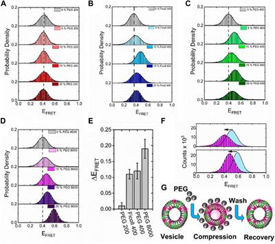 Crowding-induced morphological changes in synthetic lipid vesicles determined using smFRET